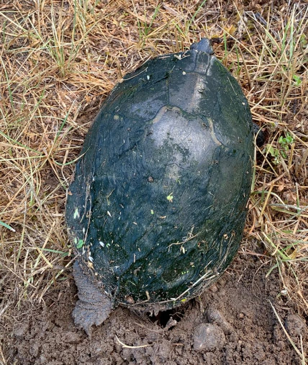 Screen Shot 2020-06-28 at 12.06.38 PM