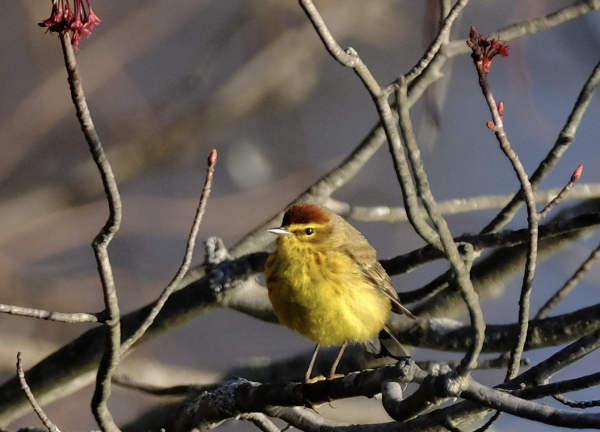 DSCF2078 Palm Warbler