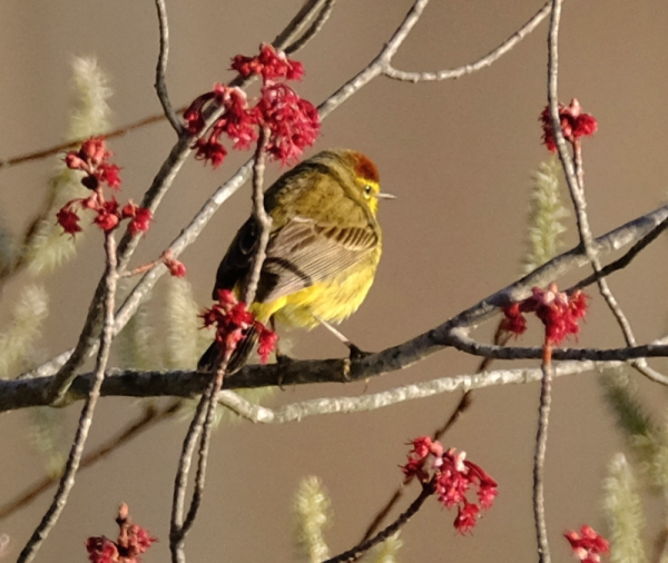 DSCF1972 Palm Warbler
