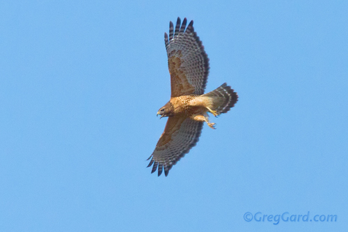 Red-shouldered-Hawk-Buteo-lineatus-greg-gard-20120219-_MG_3379