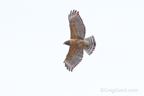 Red-shouldered-Hawk-Buteo-lineatus-greg-gard-20120219-_MG_3717