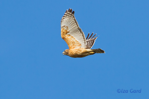 Red-shouldered-Hawk-Buteo-lineatus-greg-gard-_MG_8031
