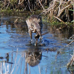 Bittern  Am got it cf52508(1)