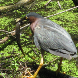 CF Limatola 061911(1)