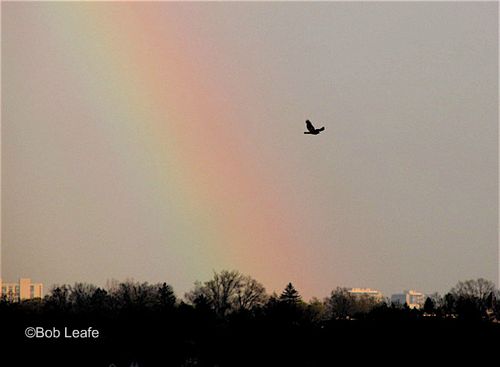 IMG_6150 Rainbow Raptor 4-26-14 WM
