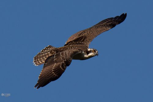 Shand osprey 2-001
