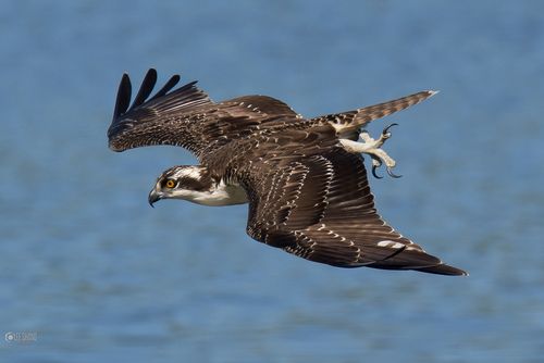 Shand Osprey 3