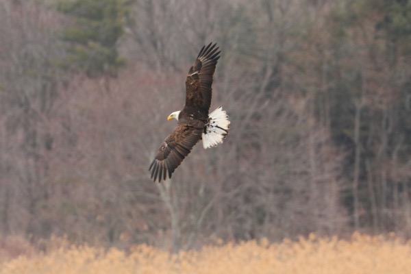 Print7March 28 2018 819(1) (1)