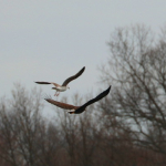 Flying Together March 28 2018 1020 (1)