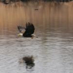 EagleMarch 28 2018 832 (1)