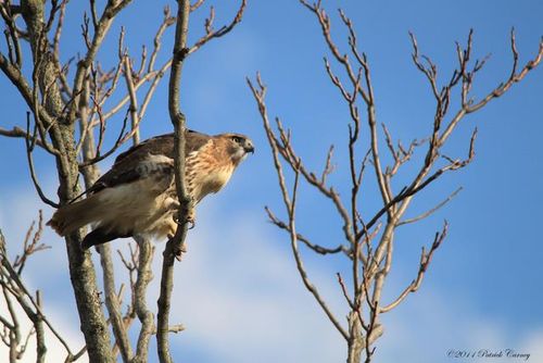 ULTIMATE HAWK SHOW! 2011 012