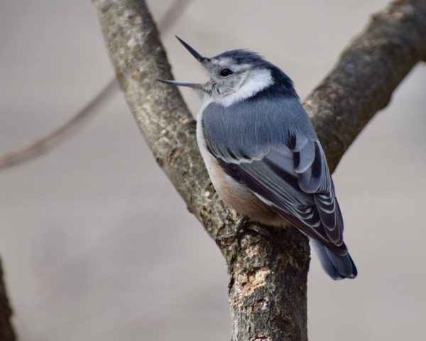 White-breasted nuthatch  Barbara Dilger3