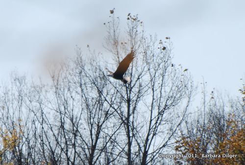 EagleBaldAdultCF103011DSC0038cropER-1