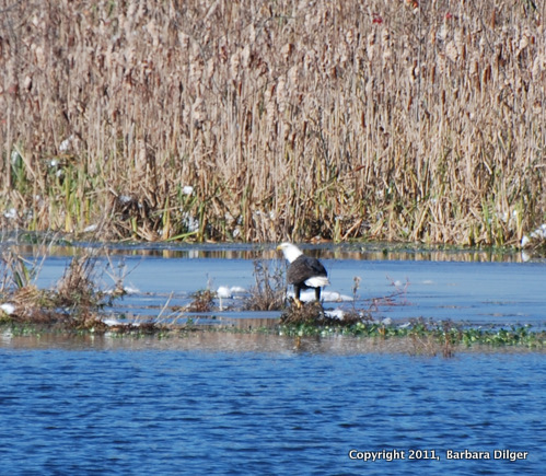 EagleBaldAdultCF103011DSC1410cropER-1