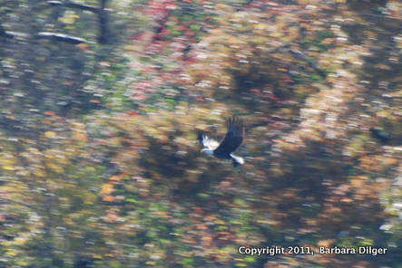 EagleBaldAdultCF103011withasnackDSC0033cropER-1