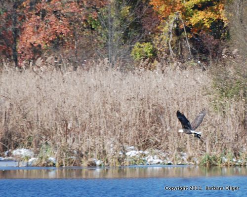 EagleBaldAdultCFDSC1417crop0ER-1