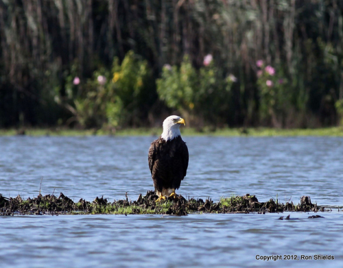 RS F 001 AAA IMG_9020