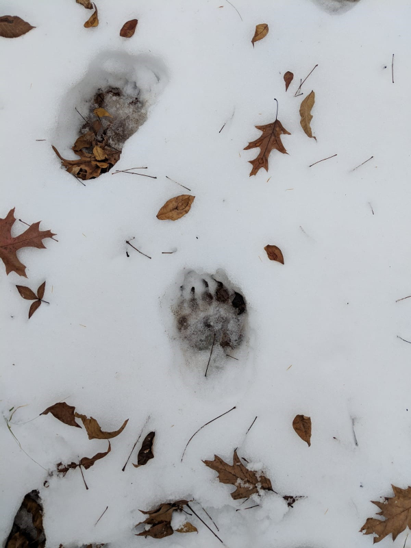 Bear footprint near Clove Nov 18 2018