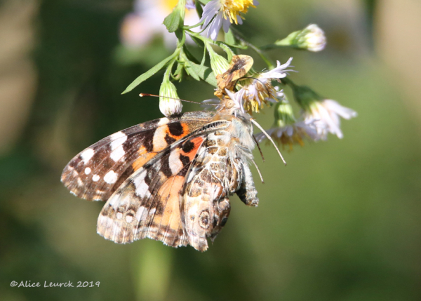 7W0A4554 (2) copy1bb