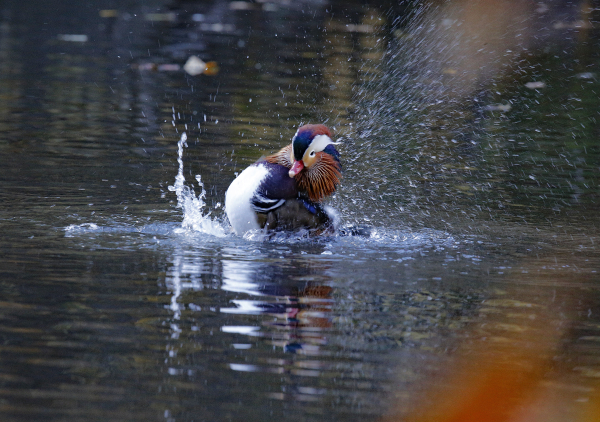 FVirrazzi Mandarin duck in Central Park 2