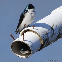 IMG_6523