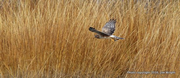 IMG_4933