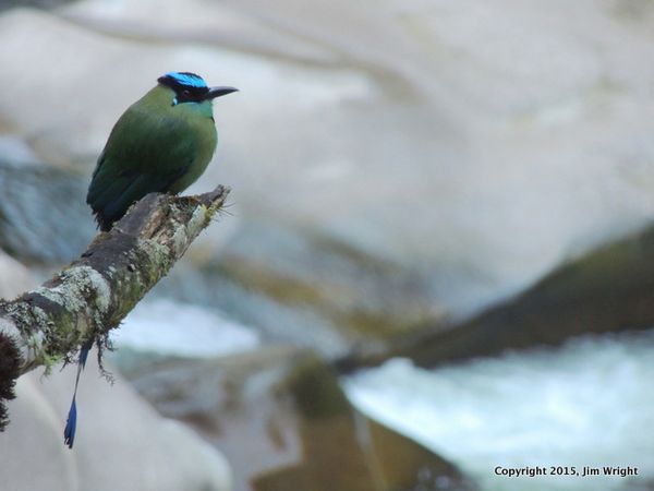 JW Motmot for possible sidebar DSCN9935-001