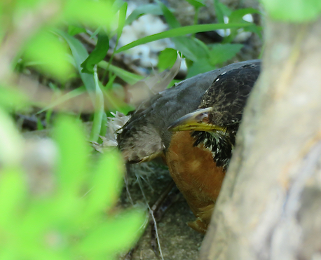 Screen Shot 2021-06-09 at 7.27.16 PM (3)