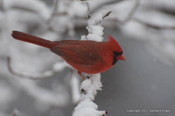 1-CARDINAL +MY+YARD+SNOW+31017DSC_0004