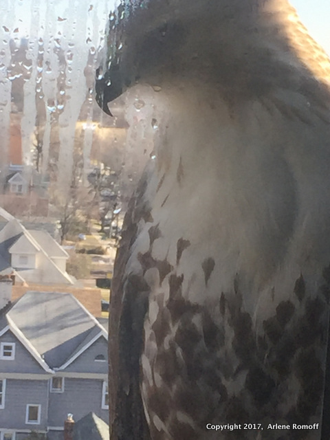 1-Red-tailed Hawk B30 MG_4253