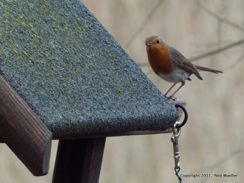 1-Titmouse and Cardinal. B30jpg