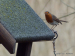 1-European Robin B30