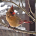 1-Female cardinal B30P1130218(1)
