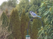 1-Fergenson Bluejay_1666(1)