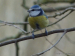 1-Blue Tit  B30