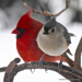 1-Titmouse and Cardinal. B30jpg