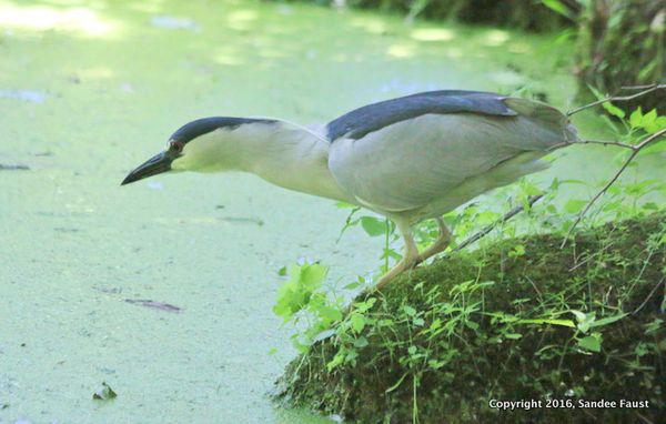 Black-crowned Night Heron6