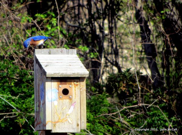 2015-05-03 celery farm bluebird