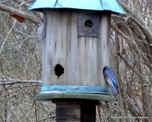 1-blue bird-1