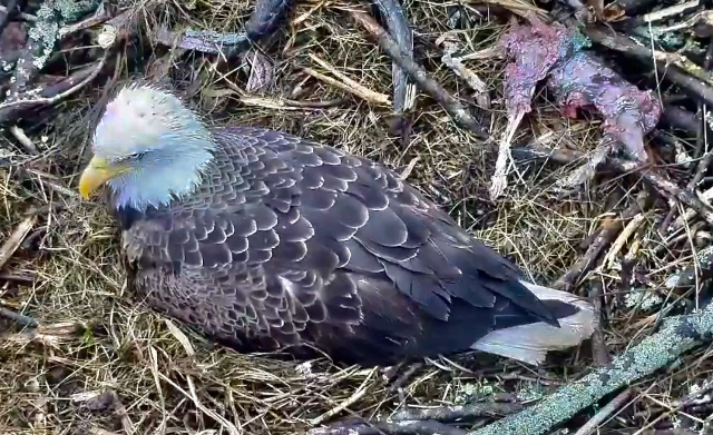 Eagle meal Screen Shot 2021-03-01 at 11.06.46 AM