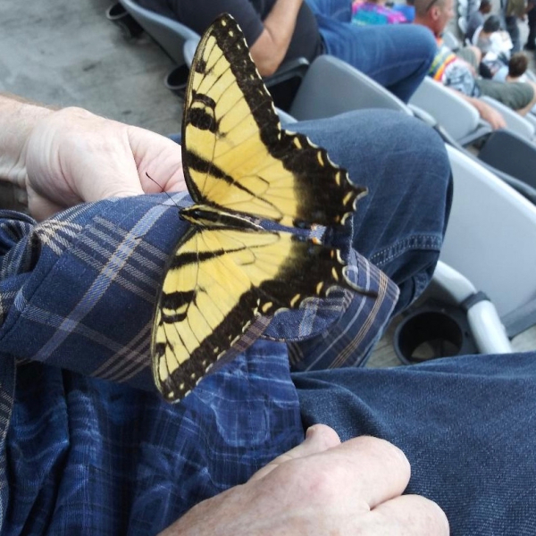 Butterfly at the Stones 8-1-19     01