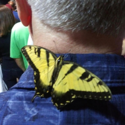 Butterfly at the Stones 8-1-19     02