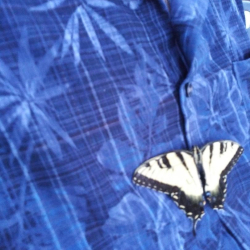 Butterfly at the Stones 8-1-19     03