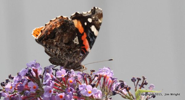 Red admiral jw0739
