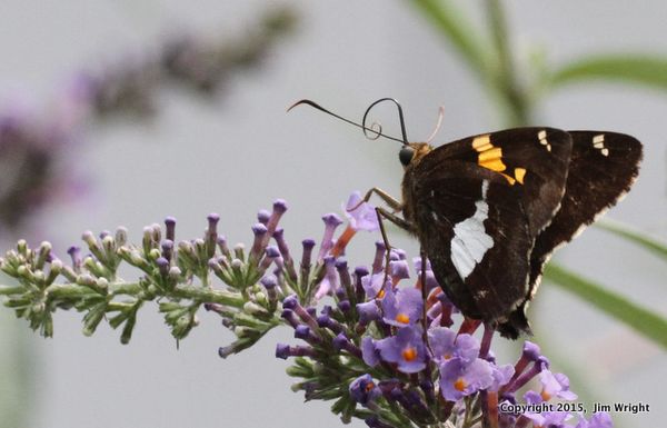 Sliver spotted skipper