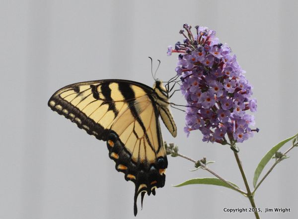 Eastern tiger Swallowtail JW