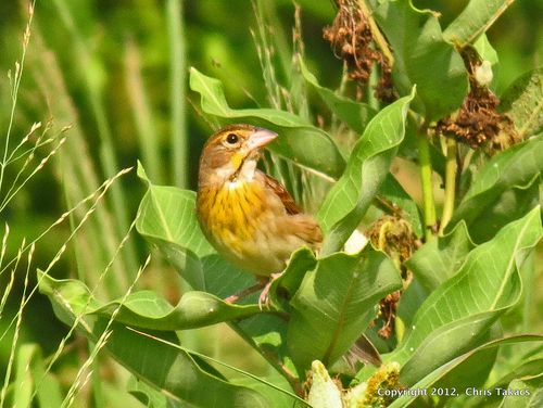 Dickcissel CF(1)