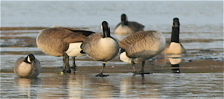 Cackling goose 2
