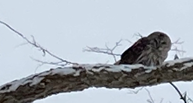 IMG_1258-preview (1)