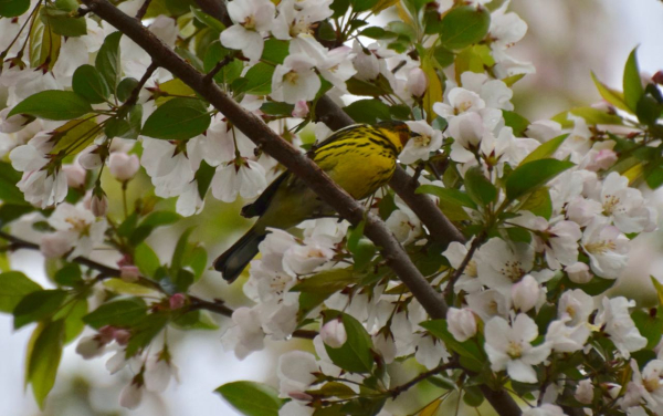WARBLER  CAPE MAY CF 5418DSC_0105_crop